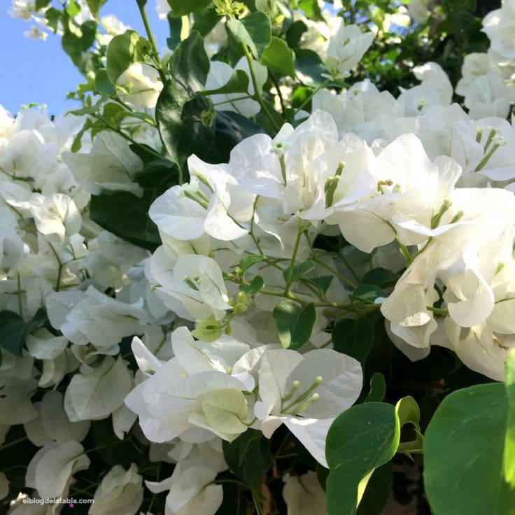 BOUGAINVILLEA GLABRA SNOW WHITE
