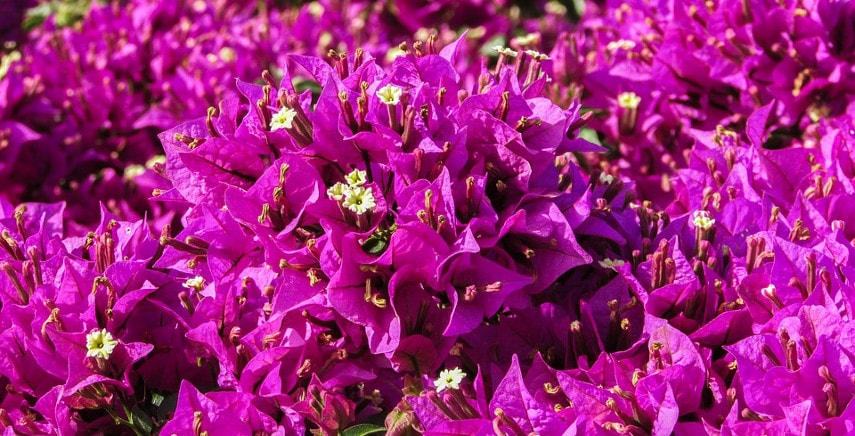 [1915] BOUGAINVILLEA IN VARIETA (Persistant, 3 à 5 m)