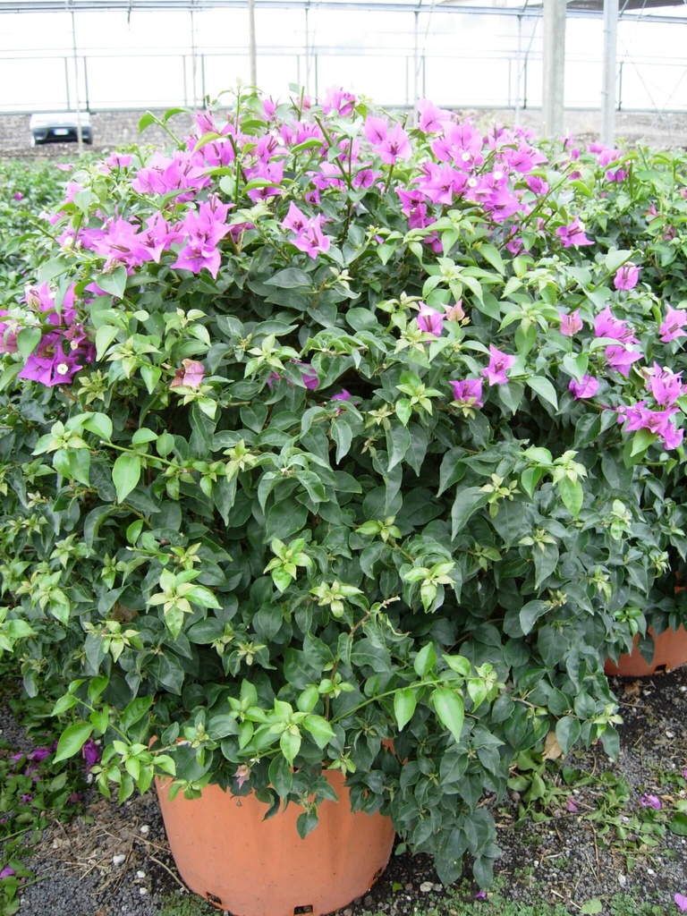 BOUGAINVILLEA IN VARIETA - BOULE