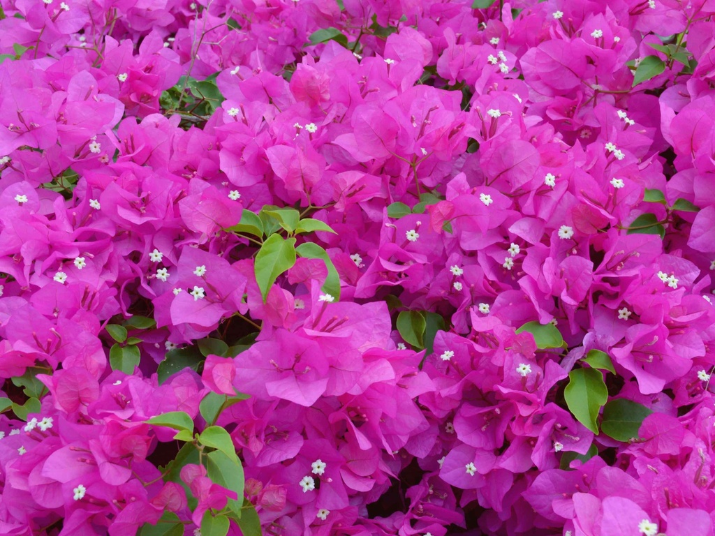 BOUGAINVILLEA IN VARIETA - NUAGES