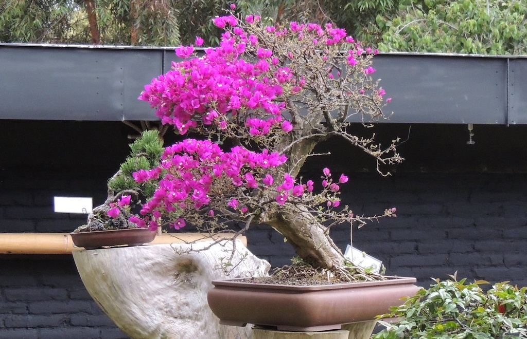 [1916] BOUGAINVILLEA IN VARIETA - BONSAI (Persistant, 200/250)