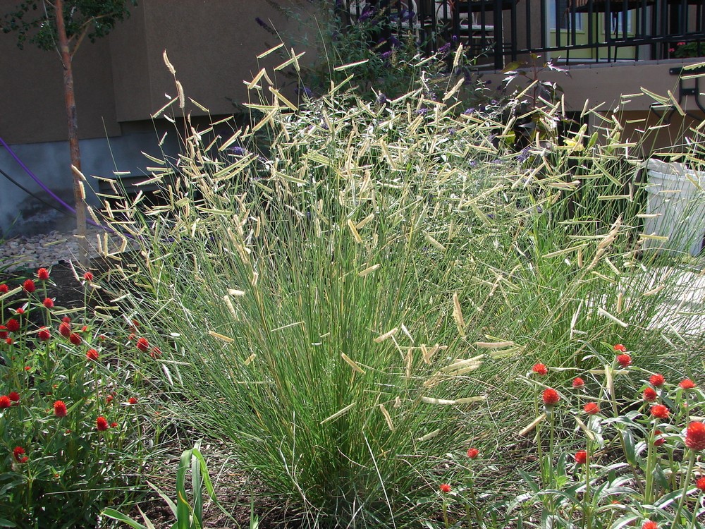 BOUTELOUA GRACILIS (BAMBOU NAIN)
