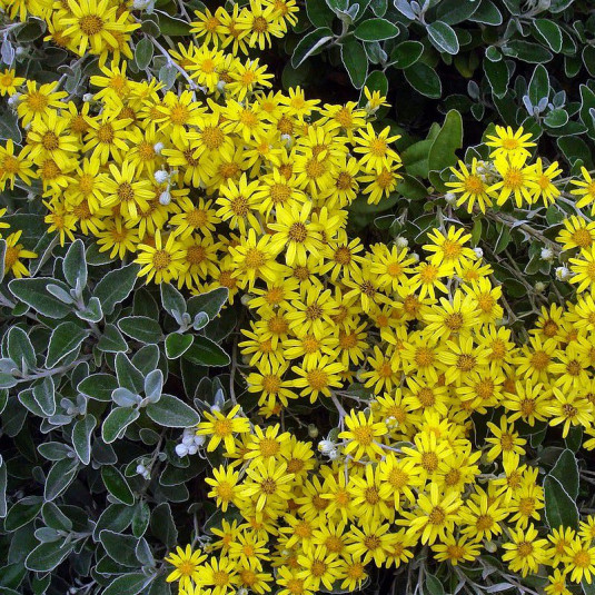 BRACHYGLOTTIS GREYI (SENECIO GREYI) SUNSHINE