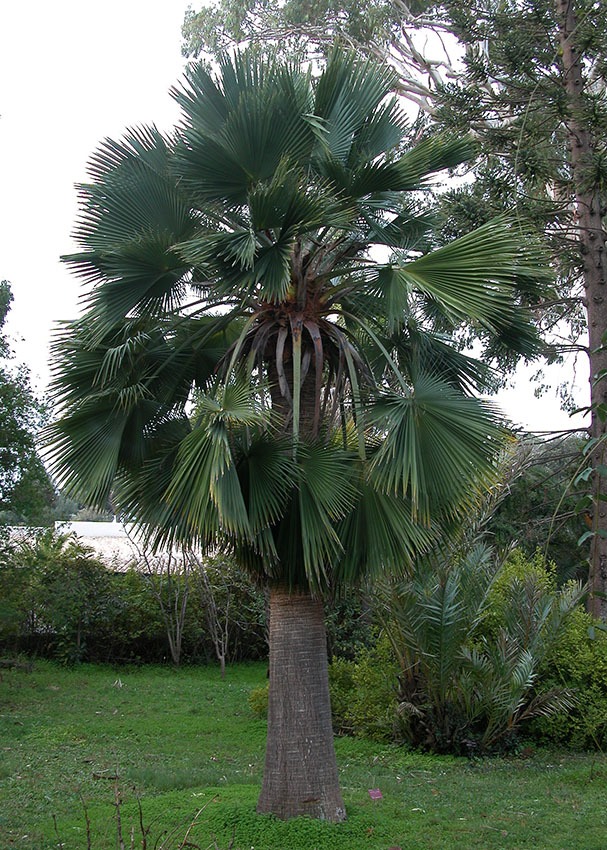 BRAHEA EDULIS H.WENDL.
