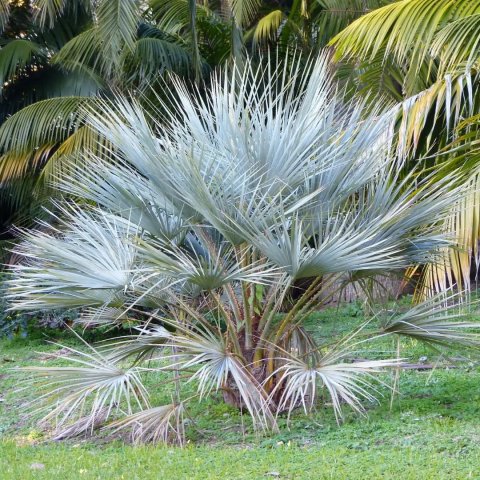 BUTIA AUSTRALIS