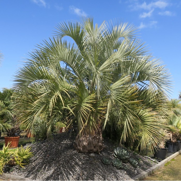 BUTIA CAPITATA