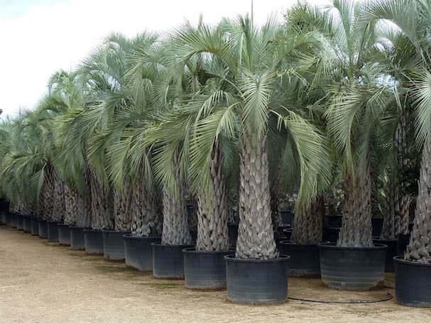 [2048] BUTIA YATAY (Persistant, 5 à 10 m)