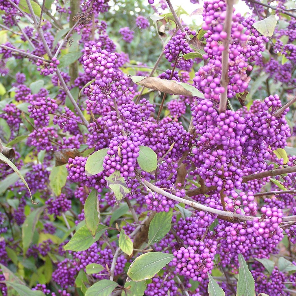 [2214] CALLICARPA BODINIERI