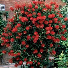 [2221] CALLISTEMON LAEVIS (Persistant, 250/300)