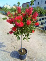 CALLISTEMON LAEVIS - DEMI TIGE