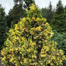 [2246] CALOCEDRUS DECURRENS AUREAVARIEGATA (Persistant, 5 à 10 m)