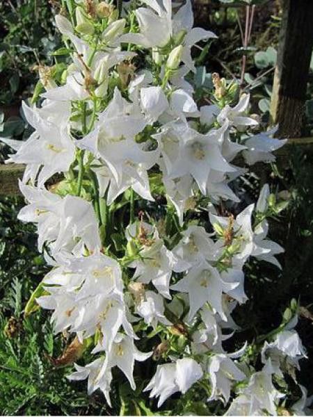 CAMPANULA PYRAMIDALIS ALBA