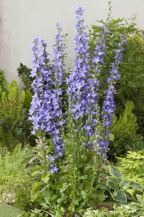 [2340] CAMPANULA PYRAMIDALIS BLEU (Caduc, 100/150)