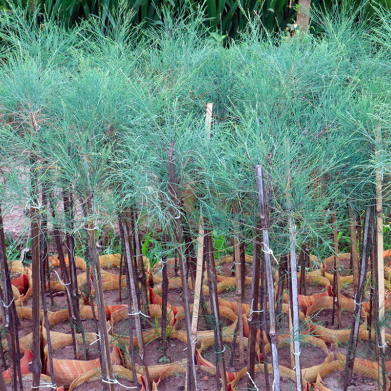 CASUARINA EQUISTIFOLIA - TIGE RAMIFIEE