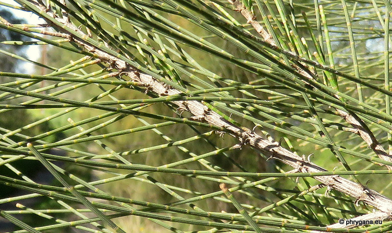 [2612] CASUARINA EQUISTIFOLIA - TIGE (Persistant, 10 à 20 m)