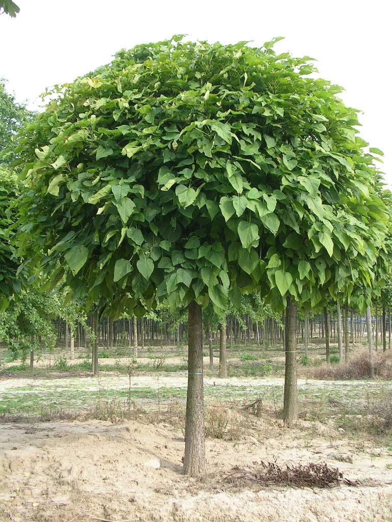 CATALPA BIGNONIOIDES NANA (C. BUNGEI) - DEMI TIGE