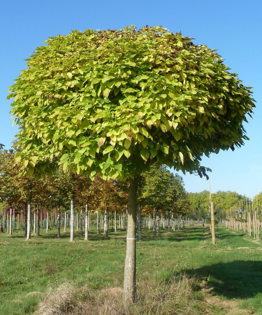 CATALPA BIGNONIOIDES NANA (C. BUNGEI) - QUART TIGE