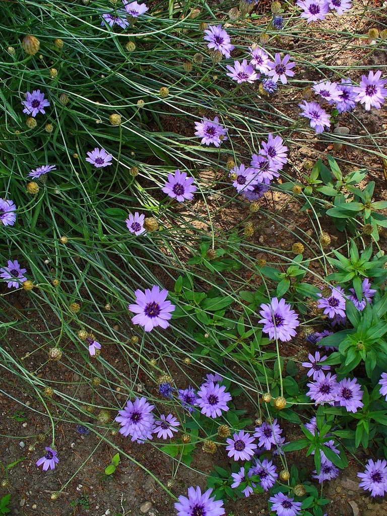CATANANCHE CAERULEA