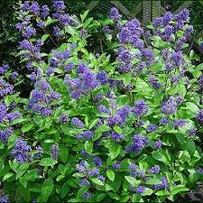 [2658] CEANOTHUS HENRY DESFOSSE (Caduc, 150/200)