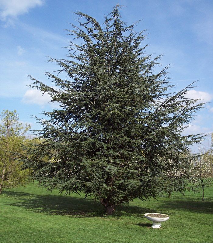 [2682] CEDRUS ATLANTICA (Persistant, +20 m)