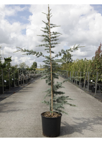 CEDRUS ATLANTICA - TIGE