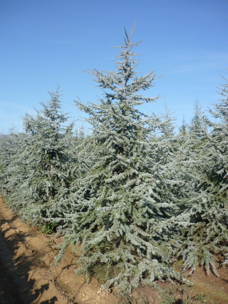 CEDRUS ATLANTICA GLAUCA