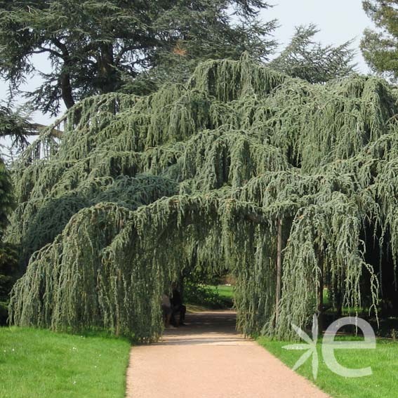 [2712] CEDRUS ATLANTICA GLAUCA PENDULA (Persistant, 5 à 10 m)