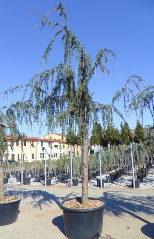 [2714] CEDRUS ATLANTICA GLAUCA PENDULA - TIGE (Persistant, 5 à 10 m)