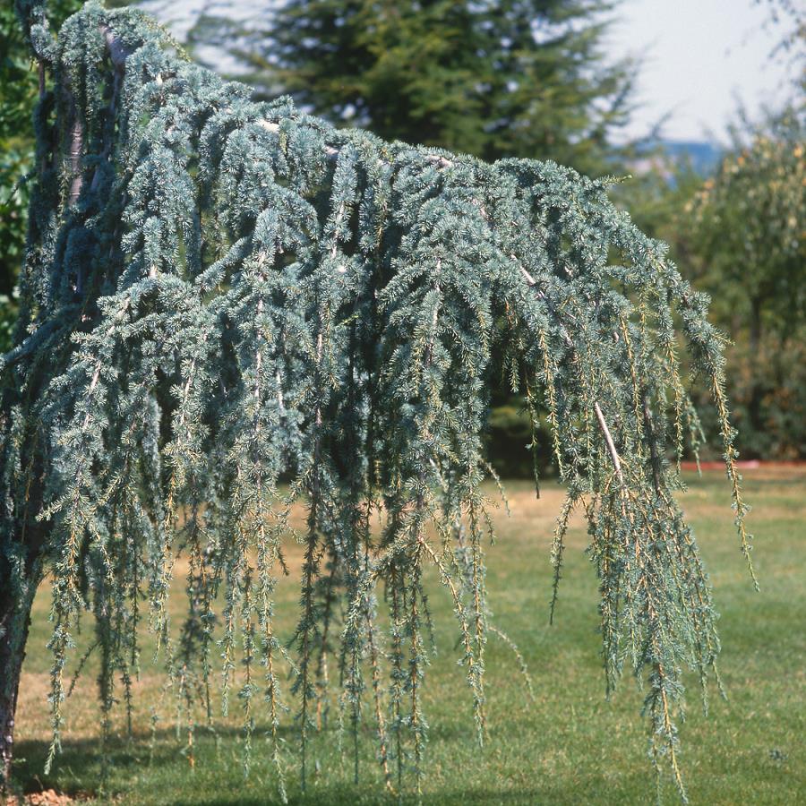[2713] CEDRUS ATLANTICA GLAUCA PENDULA - CEPEE (Persistant, 5 à 10 m)