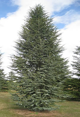 [2730] CEDRUS ATLANTICA PYRAMIDALIS (Persistant, 5 à 10 m)