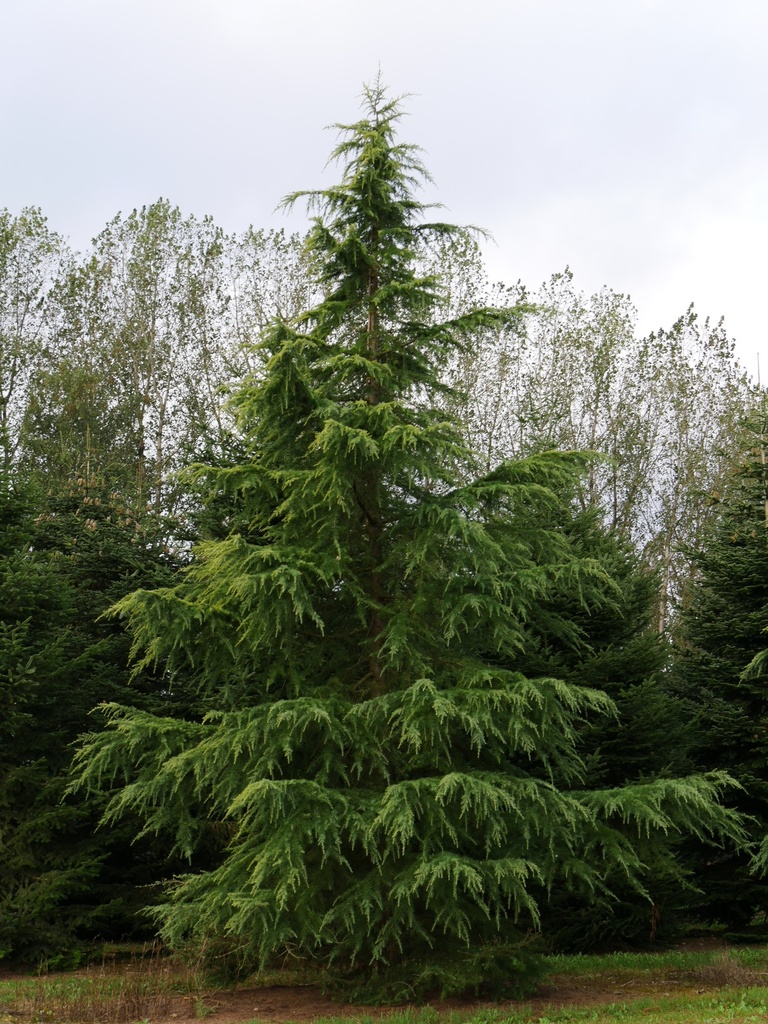CEDRUS DEODARA AUREA