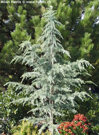 [2743] CEDRUS DEODARA BLUE TRIUMPH (Persistant, 10 à 20 m)