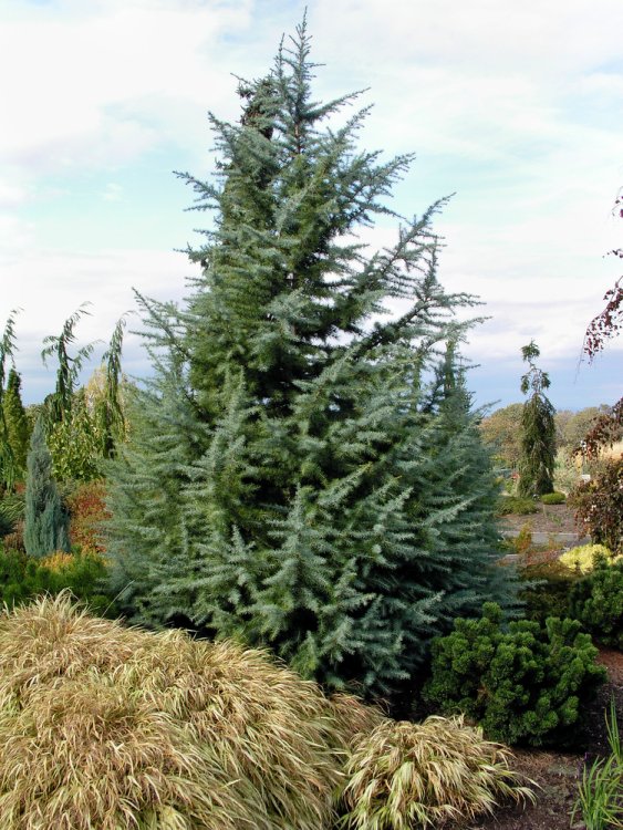 [2747] CEDRUS DEODARA BUSH ELECTRA (Persistant, 5 à 10 m)