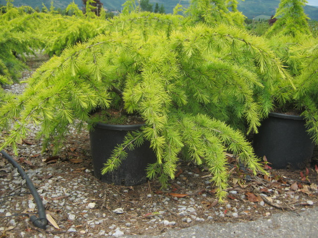 [2762] CEDRUS DEODARA GOLDEN HORIZON (Persistant, 3 à 5 m)