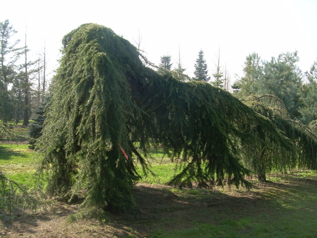 CEDRUS DEODARA PENDULA
