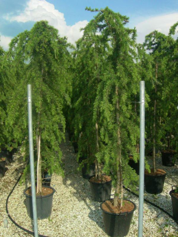 CEDRUS DEODARA PENDULA - TIGE