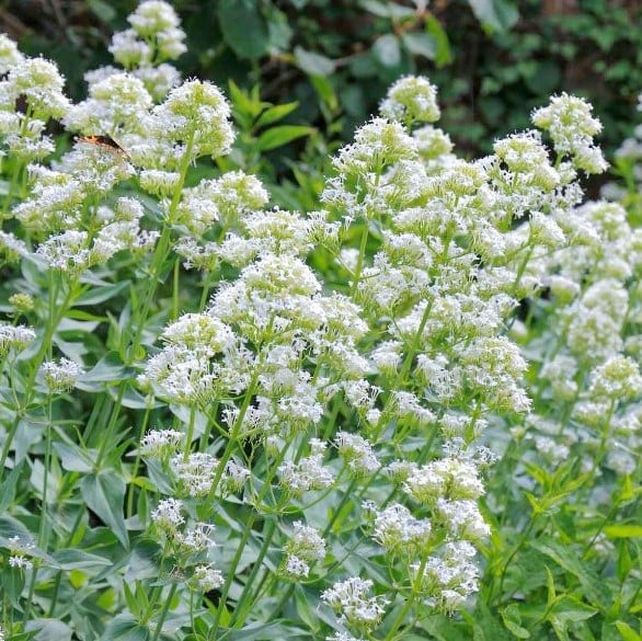 CENTRANTHUS RUBER ALBUS