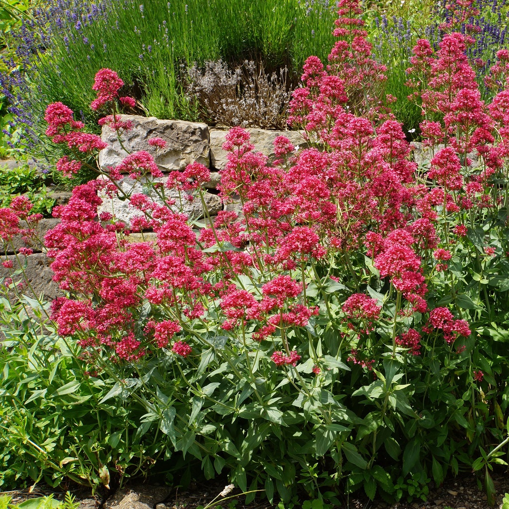 CENTRANTHUS RUBER ROUGE