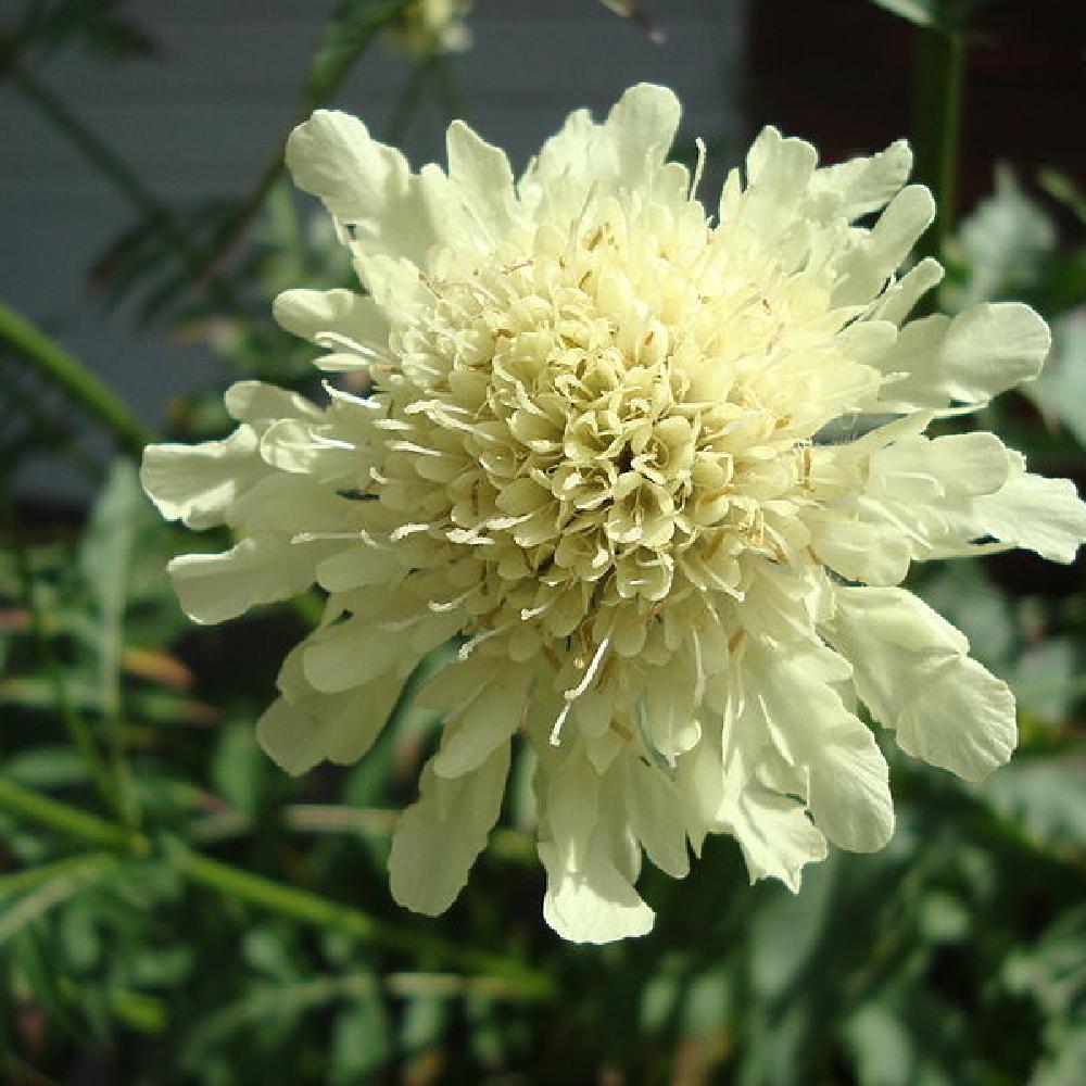 [2835] CEPHALARIA GIGANTEA (Caduc, 150/200)