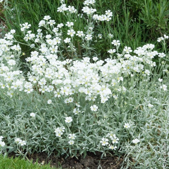 CERASTIUM TOMENTOSUM BLANC