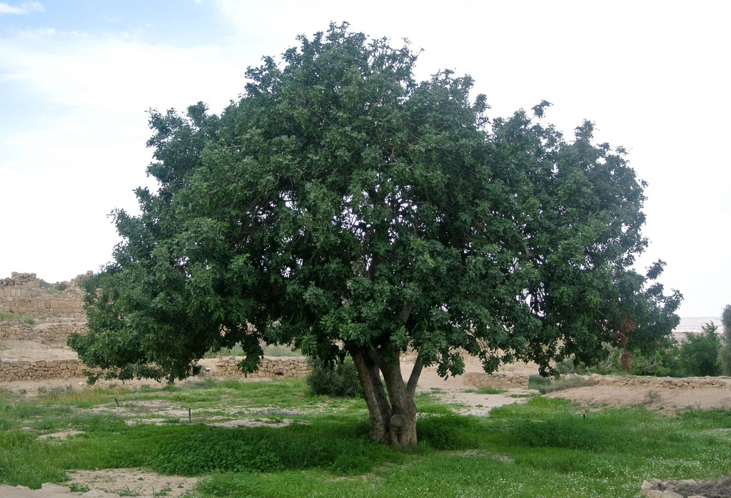 [2841] CERATONIA SILIQUA (CAROUBIER) (Persistant, 5 à 10 m)