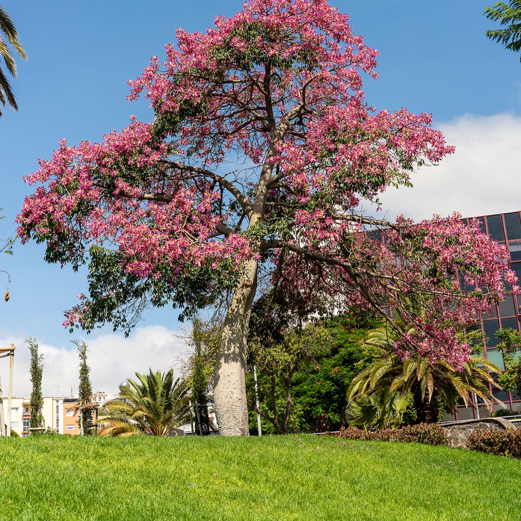 CHORISIA SPECIOSA (CEIBA S.)