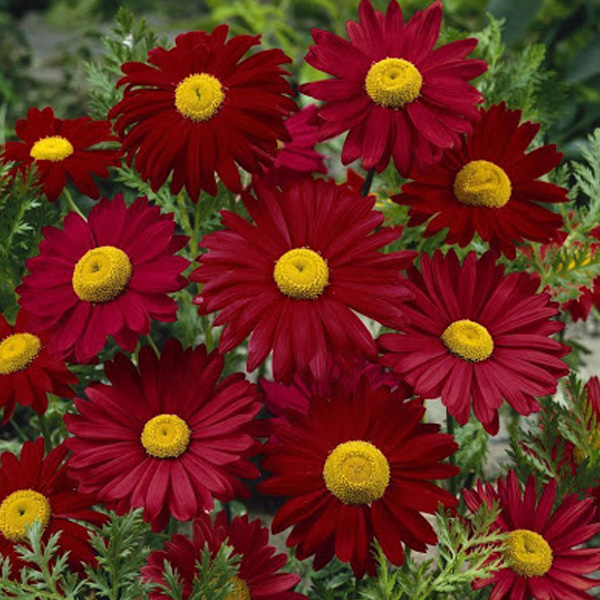 CHRYSANTHEMUM COC. ROBINSON