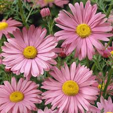 CHRYSANTHEMUM COC. ROBINSON PINK