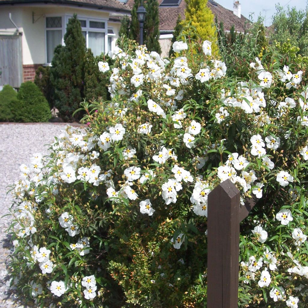 [3144] CISTUS ALAN FRADD (Persistant, 50/100)
