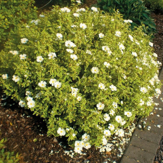 [3147] CISTUS CORBARIENSIS LITTLE MISS SUNSHINE (Persistant, 50/100)