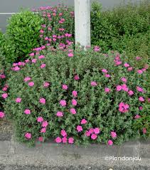 CISTUS PULVERULENTUS SUNSET