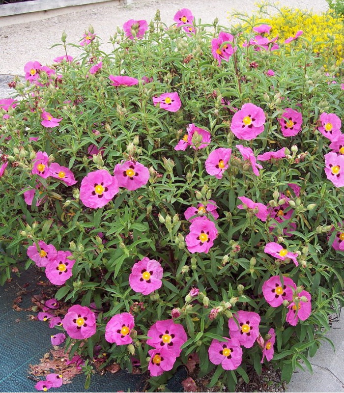 CISTUS PURPUREUS