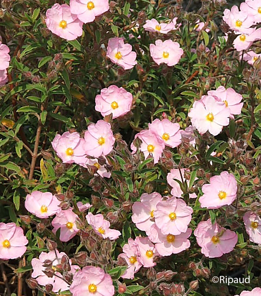 [3164] CISTUS SKANBERGII (Persistant, 50/100)