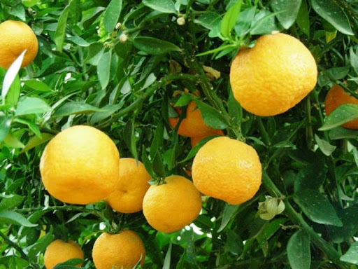 CITRUS AURANTIUM (POMELO)